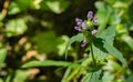 Heal-all Ã¢â¬â Prunella vulgaris Royalty Free Stock Photo